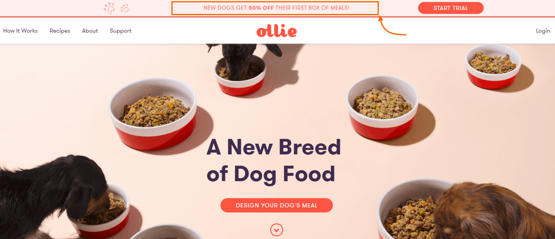 Ollie Coupon Codes- The best dog nutrition