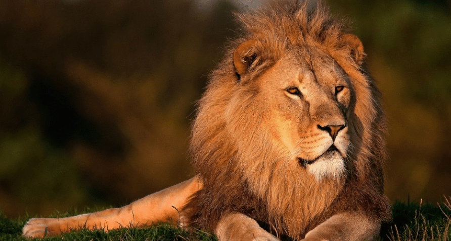 lion inspirational quotes